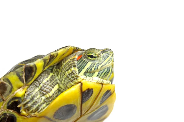 Żółw brazylijski — Zdjęcie stockowe