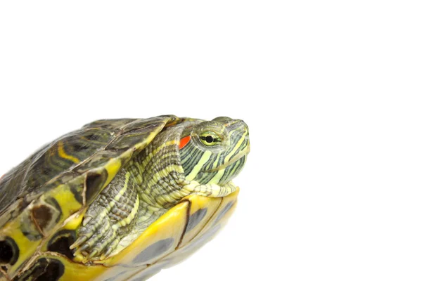 Żółw brazylijski — Zdjęcie stockowe