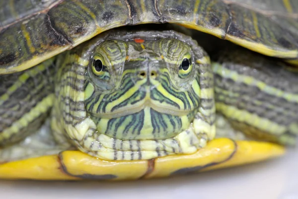 Brazilian tortoise — Stock Photo, Image