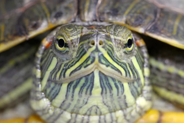 Бразильская черепаха — стоковое фото