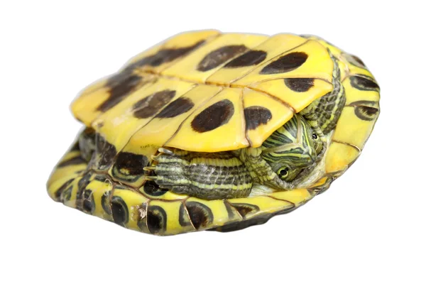 Бразильський черепаха — стокове фото