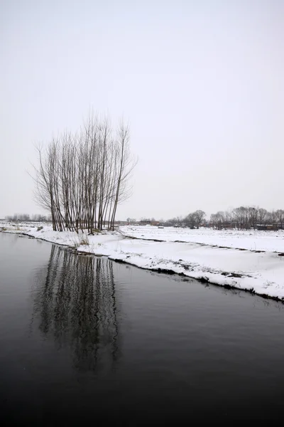 Río y árboles en la nieve en invierno —  Fotos de Stock