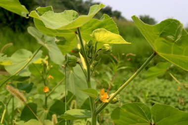 Abutilon