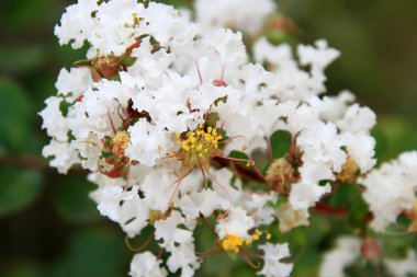 Crape myrtle flowers clipart