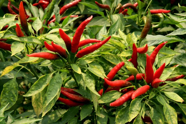 Pepper grown on farms — Stock Photo, Image