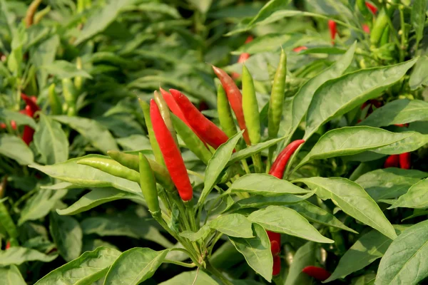 Pepper grown on farms — Stock Photo, Image