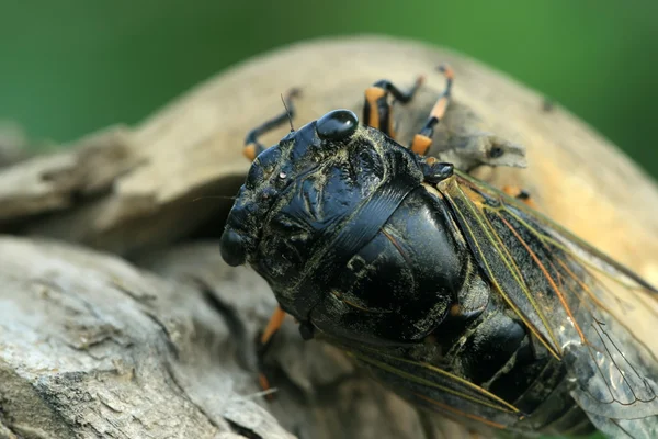 stock image Black cicada