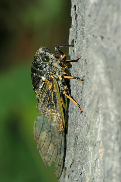 Чорний cicada — стокове фото