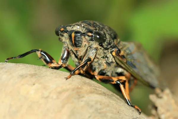 Zwarte cicade — Stockfoto