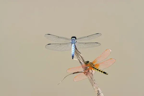 Two dragonflies — Stock Photo, Image