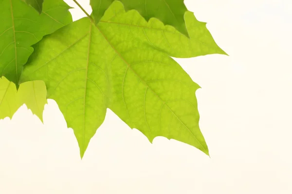 Groene plantenbladeren — Stockfoto