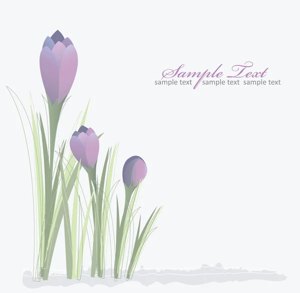 Crocus printemps fond floral — Image vectorielle