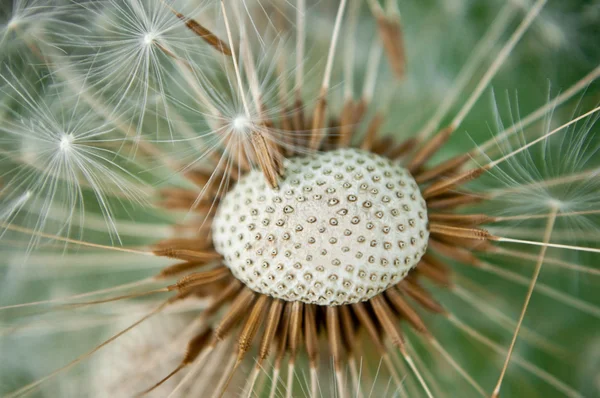 stock image Close up of a dandelion head with dispersing parachute seeds.