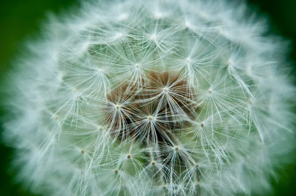 stock image Close up capturing the parachute seeds contained within a dandelion flower head.