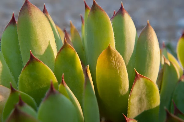 Close Cactus Plant Sunlight — Stock Photo, Image