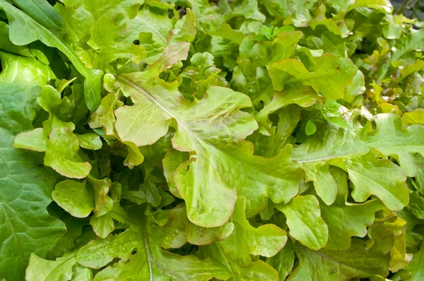 Zblízka Mnoha Mladých Rostoucích Rostlin Salátu — Stock fotografie