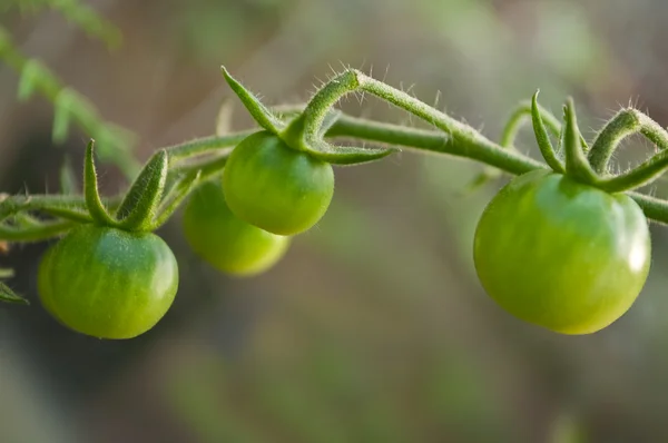 stock image Close up of young green tomatoes on the vine