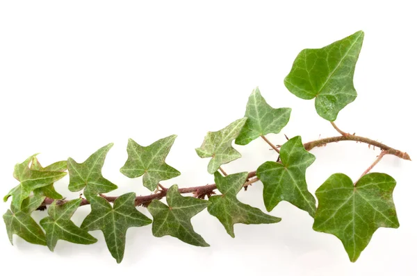 Ivy background — Stock Photo, Image
