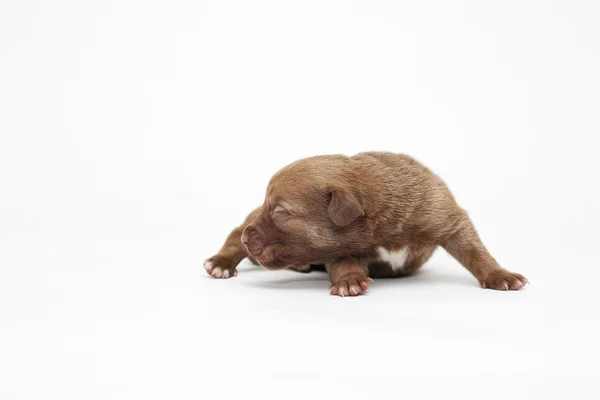 白で隔離される茶色の小さな子犬犬 — ストック写真
