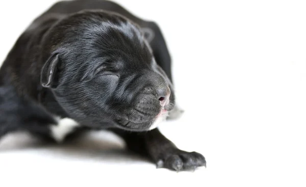 盲目の黒い子犬のクローズ アップ — ストック写真