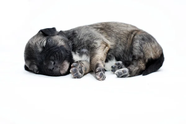 Hundvalp sova — Stockfoto