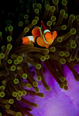 False clownfish hiding in an anemone, looking into the camera. Taken in the Wakatobi, Indonesia. clipart
