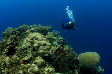 Diver over Inner Pinnacle, Wakatobi, 31/03/2008 clipart