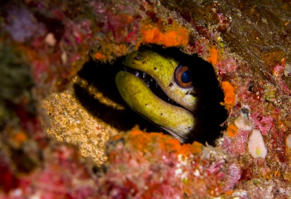 Yellow Moray Eel Hiding Artificial Reef Peering Out Camera Taken — Stock Photo, Image