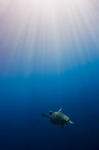 太陽に照らされた海で泳ぐアオウミガメ ストックフォト