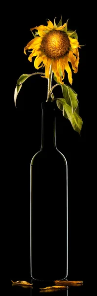 stock image Withered sunflower in bottle on black background