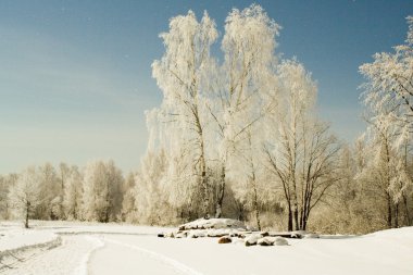 Moonlight winter landscape clipart