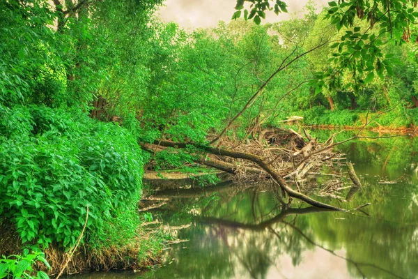 Bush Margem Rio Calmo — Fotografia de Stock