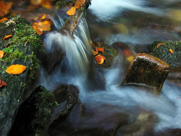 stock image Autumn brook-detail