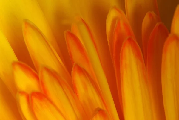 stock image Flower-detail