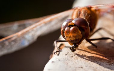 Brown dragonfly eating an ant on the stone bridge, dragonfly macro clipart