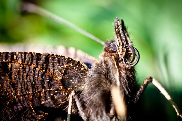 Nahaufnahme Des Schmetterlingskörpers Rückseite Der Flügel Und Details Des Schmetterlings — Stockfoto