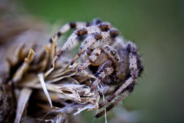 Cross spiter istuu kuivalla lehdellä, myöhään syksyllä — kuvapankkivalokuva