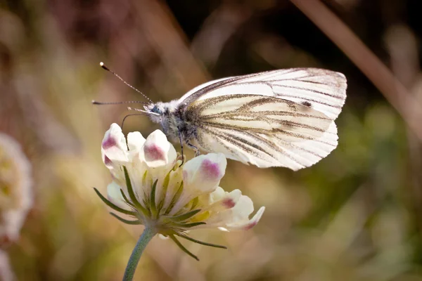 Белая Бабочка Сидит Белом Цветке Поздний Летний Макро Лугом Боке — стоковое фото