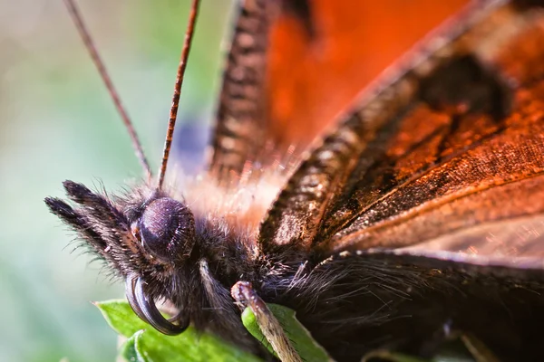 stock image Close up portrait of late summer butterfly sitting on the leaf