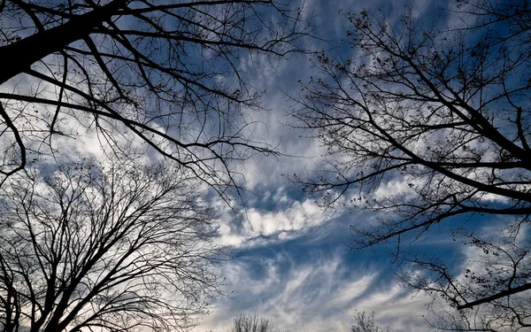 stock image Tree silhuette over cloudy blue sky