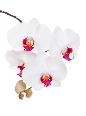 Beautiful orchid clipart