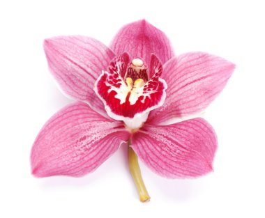 Beautiful pink orchid clipart