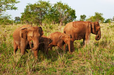 Family of elephants clipart