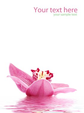 Greetingcard with beautiful orchid clipart