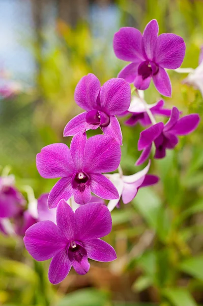 Prachtige kleurrijke orchid — Stockfoto