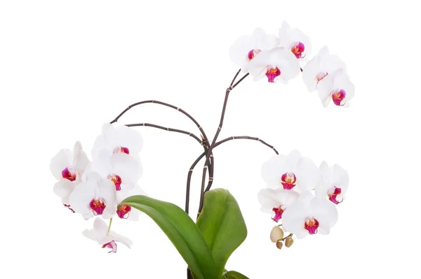 Hermosa orquídea fresca —  Fotos de Stock