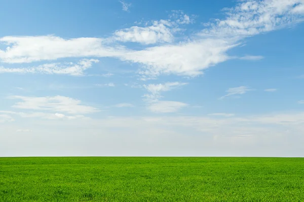Beautiful green field and blue sky — Stock Photo, Image