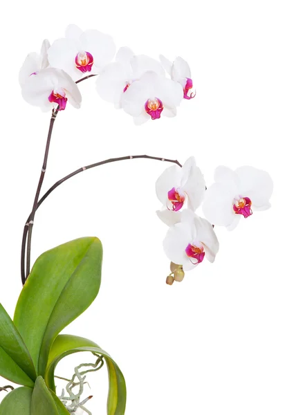 Orquídea bonita — Fotografia de Stock