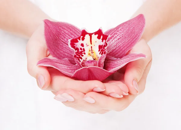 Orquídea bonita em palmas — Fotografia de Stock