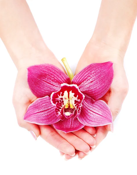 Hermosa orquídea en palmas de las mujeres — Foto de Stock